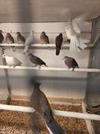 Birma duifjes, Dieren en Toebehoren, Vrouwelijk, Postduif