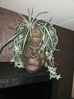 Bloempot gorilla, Ophalen