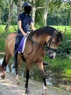 Knappe, lieve, temperamentvolle C pony te koop, Merrie, B, Gechipt, Dressuurpony
