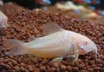 Corydoras Albino, Dieren en Toebehoren, Vissen | Aquariumvissen, Zoetwatervis, Schoolvis, Vis