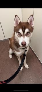 Siberische husky, Dieren en Toebehoren, Honden | Poolhonden, Keeshonden en Oertypen, Reu, Poolhond, Eén hond, 3 tot 5 jaar