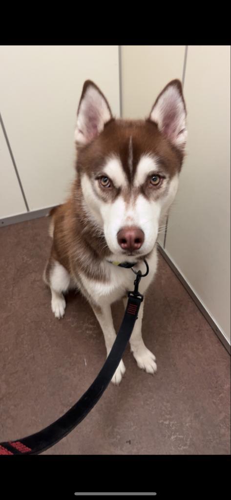 Siberische husky, Dieren en Toebehoren, Honden | Poolhonden, Keeshonden en Oertypen, Reu, Poolhond, Particulier, Eén hond, Nederland