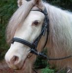 De allerliefste kinderpony 💙 Tinker ruin, Dieren en Toebehoren, Pony's, Ruin, Recreatiepony, Ontwormd