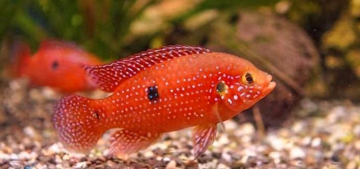 Hemichromis Liffalily Cichlide, Dieren en Toebehoren, Vissen | Aquariumvissen, Vis