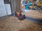 Welsumer groot hanen 10 weken, Dieren en Toebehoren, Pluimvee, Mannelijk, Kip