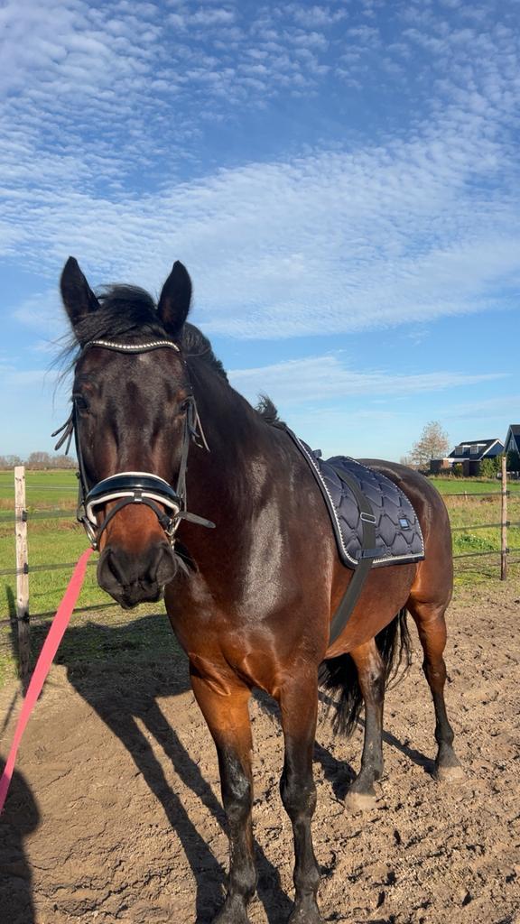 Super lieve ruin te koop, Dieren en Toebehoren, Paarden, Ruin, Zadelmak, 160 tot 165 cm, 3 tot 6 jaar, Recreatiepaard, Ontwormd