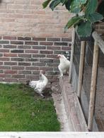 Kriel kippen, Vrouwelijk, Kip