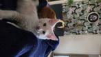 Maine coon kittens, Dieren en Toebehoren, Katten en Kittens | Raskatten | Langhaar, Meerdere dieren, Gechipt, 0 tot 2 jaar