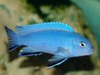 50 soorten Malawi cichlide sterke kleurige aquariumvissen, Vis