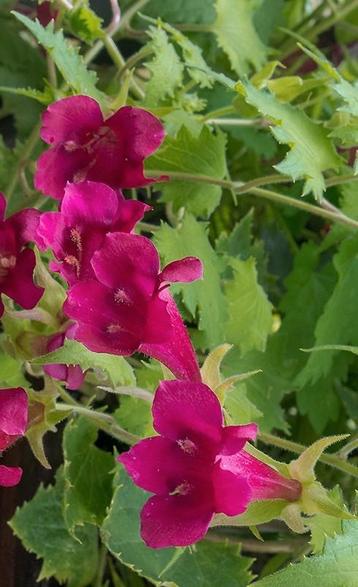 Lofos 'Red Dragon' (Lophospermum erubescens) beschikbaar voor biedingen