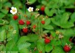 24 Fragaria viridis, groene aardbei, romige aardbei p9, Tuin en Terras, Planten | Tuinplanten, Ophalen, Bodembedekkers, Volle zon