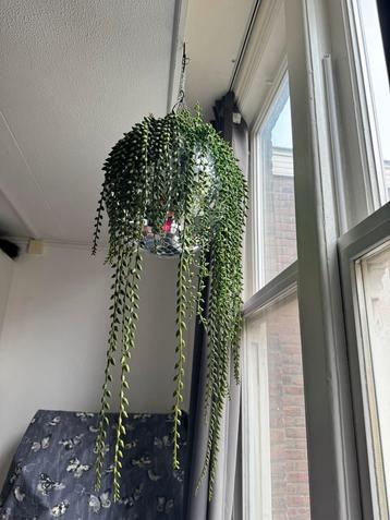 Discolamp met Nep Plantje beschikbaar voor biedingen