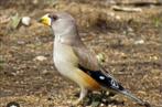 Gezocht chinese appelvink poppen 0-2, Dieren en Toebehoren, Vogels | Overige Vogels, Vrouwelijk, Tropenvogel, Geringd