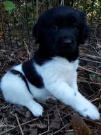 Prachtige Friese Stabij pups (vader met stamboom), CDV (hondenziekte), Meerdere, 8 tot 15 weken, Meerdere dieren