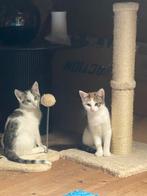3 lieve katertjes - ook apart beschikbaar voor adoptie, Dieren en Toebehoren, Katten en Kittens | Overige Katten, Kater, Kortharig
