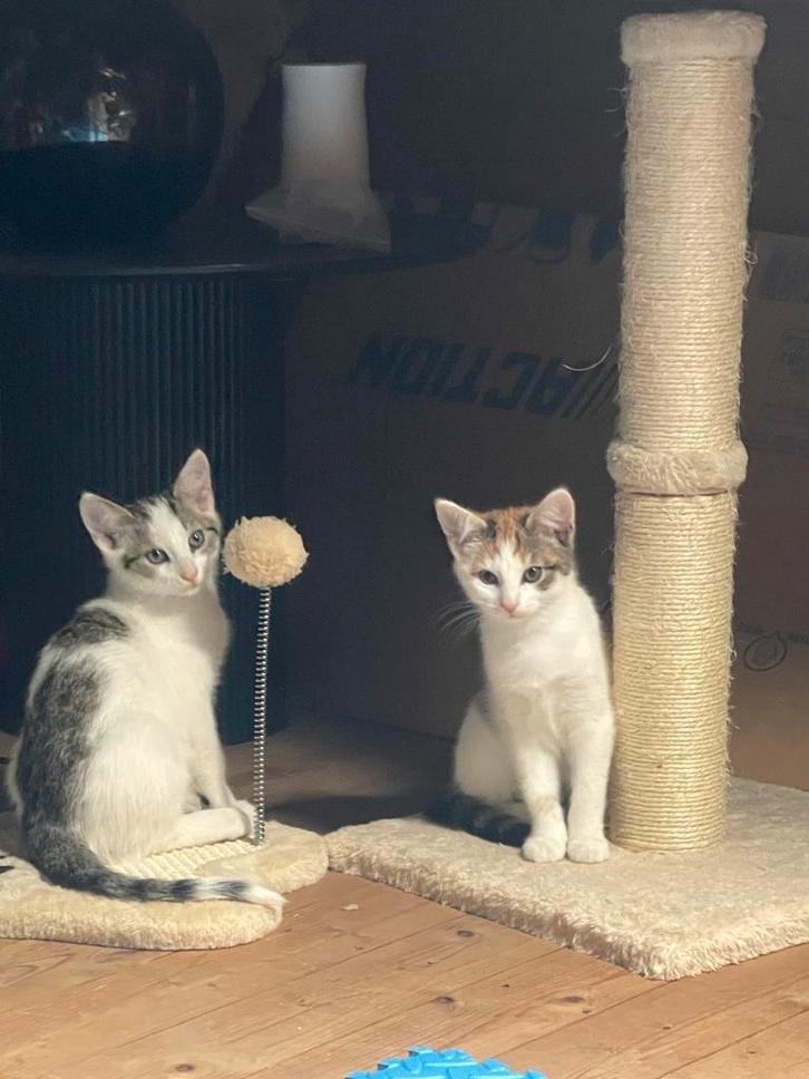 3 lieve katertjes - ook apart beschikbaar voor adoptie, Dieren en Toebehoren, Katten en Kittens | Overige Katten, Kortharig, Kater