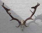 Groot DAMHERT GEWEI compleet met kiezen - valwild (ref. J), Ophalen, Gebruikt, Hert, Gewei of Kop
