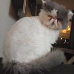 Perzische kater 10 jaar oud, Dieren en Toebehoren, Kater