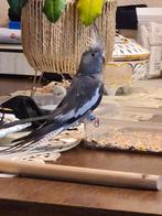 Jonge Valkparkiet, Dieren en Toebehoren, Vogels | Parkieten en Papegaaien, Geslacht onbekend, Parkiet, Geringd