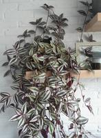 tradescantia zebrina kamerplant, Ophalen of Verzenden, Halfschaduw, Minder dan 100 cm