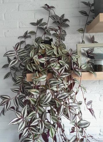 tradescantia zebrina kamerplant beschikbaar voor biedingen