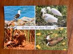 Groeten van het eiland Texel - Vogels, Verzamelen, Ophalen of Verzenden, 1960 tot 1980, Ongelopen, Waddeneilanden