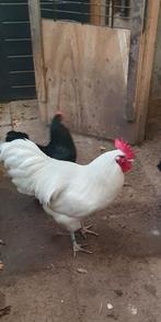 Witte australorp haan, Dieren en Toebehoren, Pluimvee, Mannelijk, Kip
