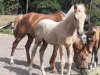 New Forest veulens, Dieren en Toebehoren, Pony's, Merrie, Gechipt, 0 tot 2 jaar