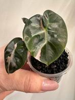 Alocasia heart balloon variegata albo, Huis en Inrichting, Kamerplanten, Ophalen of Verzenden, Halfschaduw, Minder dan 100 cm