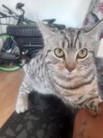 Britse korthaar mix, 0 tot 2 jaar, Ontwormd, Poes