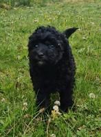 Wij hebben lieve zwarte Dwergpoedel pups, Poedel, 8 tot 15 weken, CDV (hondenziekte), Meerdere