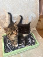 Lieve kittens, Dieren en Toebehoren, Katten en Kittens | Raskatten | Korthaar, Geslacht onbekend, Ontwormd, 0 tot 2 jaar