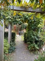 Douglas pergola, 2x in prima staat, Ophalen, Gebruikt, 250 cm of meer, Balken