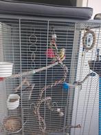 Kooi met vogels, Dieren en Toebehoren, Meerdere dieren, Parkiet