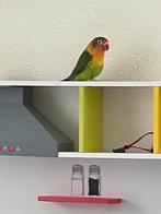 Prachtige Agapornis Dwergpapegaai Handtam Diverse Kleuren, Meerdere dieren, Dwergpapegaai of Agapornis, Geringd