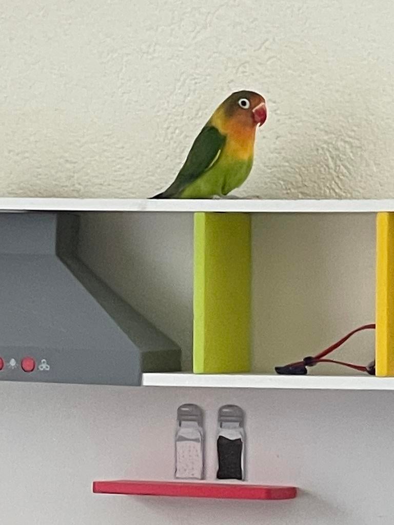 Prachtige Agapornis Dwergpapegaai Handtam Diverse Kleuren, Dieren en Toebehoren, Vogels | Parkieten en Papegaaien, Dwergpapegaai of Agapornis