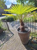 Twee grote waaier palmen., Ophalen, Zomer, Volle zon, Palmboom