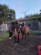 Super brave merrie met merrie veulen, Dieren en Toebehoren, Pony's, 11 jaar of ouder, Recreatiepony, D pony (1.37m tot 1.48m)