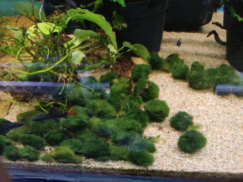 Kleine mosbol, Dieren en Toebehoren, Vissen | Aquaria en Toebehoren, Nieuw, Plant(en), Steen of Hout, Ophalen of Verzenden