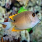 Verschillende doktervissen zeeaquarium, Dieren en Toebehoren, Vis