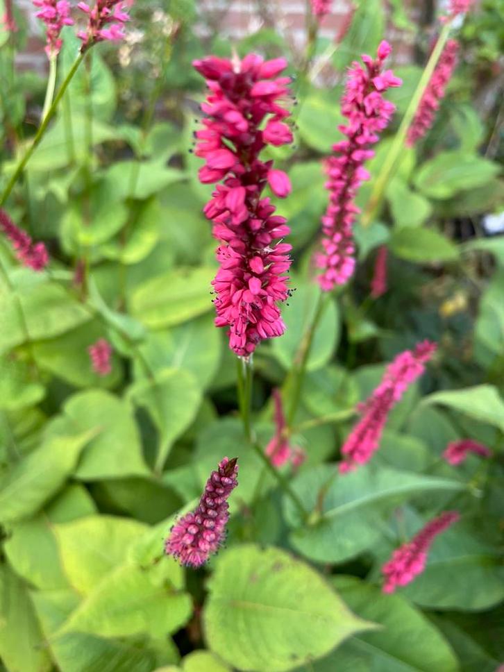 Tk 30 persicaria’s, vaste plant lang doorbloeiend biologisch, Tuin en Terras, Planten | Tuinplanten, Overige soorten, Volle zon