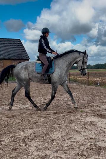 Zadelmak maken Gedragstraining NH beschikbaar voor biedingen