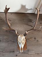 Hertenschedel met Gewei - Wanddecoratie, Ophalen, Gebruikt
