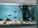 Black molly, Poecilia Spenops, Black mollie, Vis, Zoetwatervis