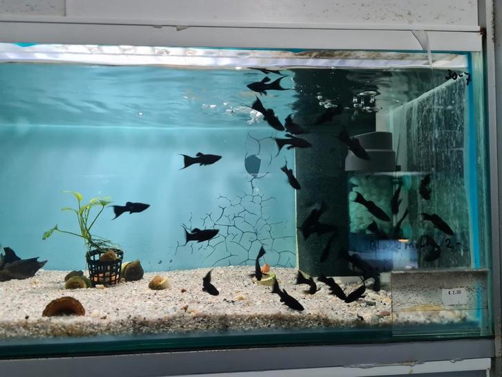 Black molly, Poecilia Spenops, Black mollie, Dieren en Toebehoren, Vissen | Aquariumvissen, Zoetwatervis, Vis