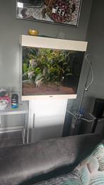 Volglas aquarium, Dieren en Toebehoren, Vissen | Aquaria en Toebehoren, Ophalen of Verzenden, Zo goed als nieuw, Gevuld zoetwateraquarium