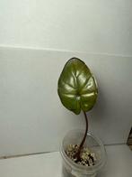 Alocasia Yucatan Princess (3), Huis en Inrichting, Kamerplanten, Ophalen of Verzenden, Halfschaduw, Minder dan 100 cm