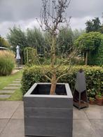 Mooie oude perenboom, Ophalen, Lente, Perenboom, 250 tot 400 cm