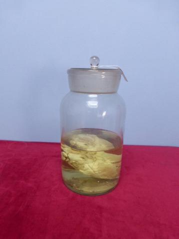 Varkenshart op sterk water in antieke apothekerspot. beschikbaar voor biedingen