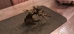 Bonsai boompje aquarium, Ophalen of Verzenden, Plant(en), Steen of Hout